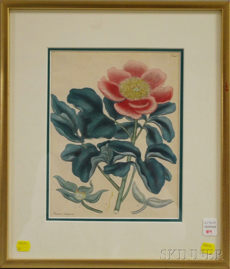 Appraisal: Framed European Hand-colored Botanical Specimen Bookplate Paeonia Daurica sight size