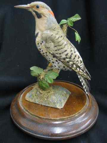 Appraisal: Taxidermy of a Male Woodpecker under glass dome