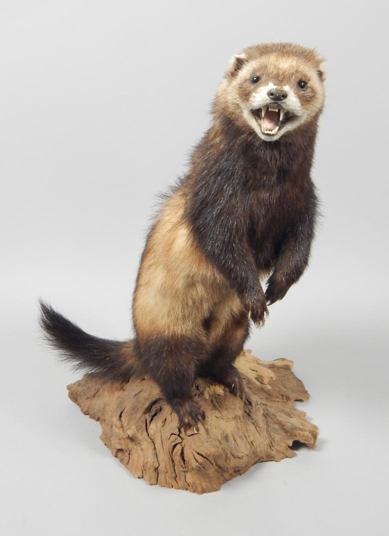 Appraisal: A taxidermied polecat mounted on a root base cm high