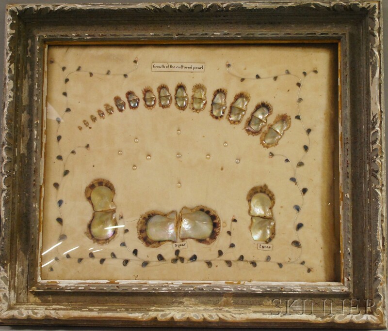 Appraisal: Framed Diorama Illustrating the -Year Growth of Cultured Pearls Provenance