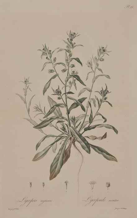 Appraisal: Gottfried-Wilhelm Voelker A group of botanical prints from Hoffmannsegg's partly