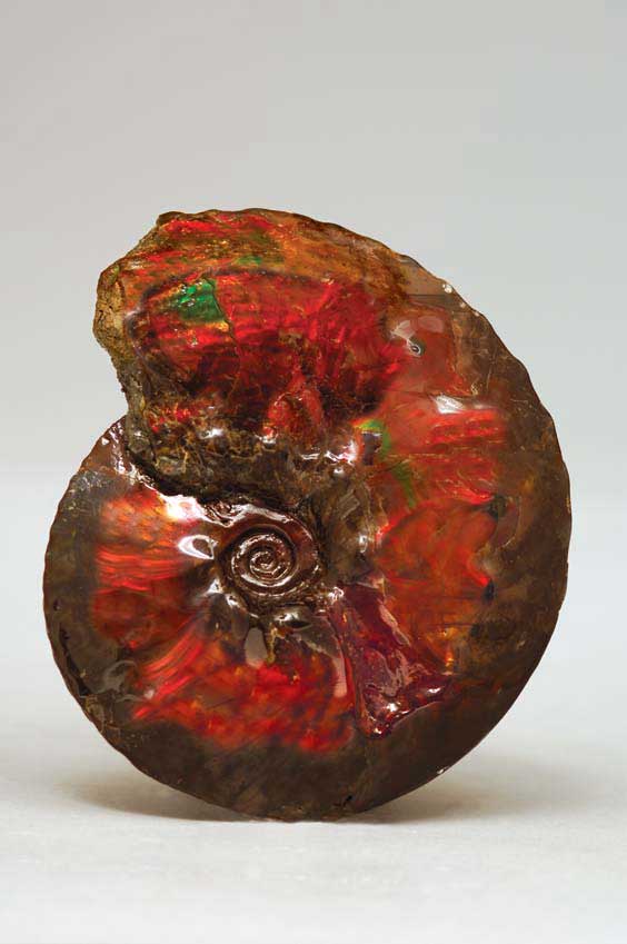 Appraisal: OPALESCENT AMMONITE Placenticeras meeki Cretaceous Bearpaw Formation Alberta Canada Similar