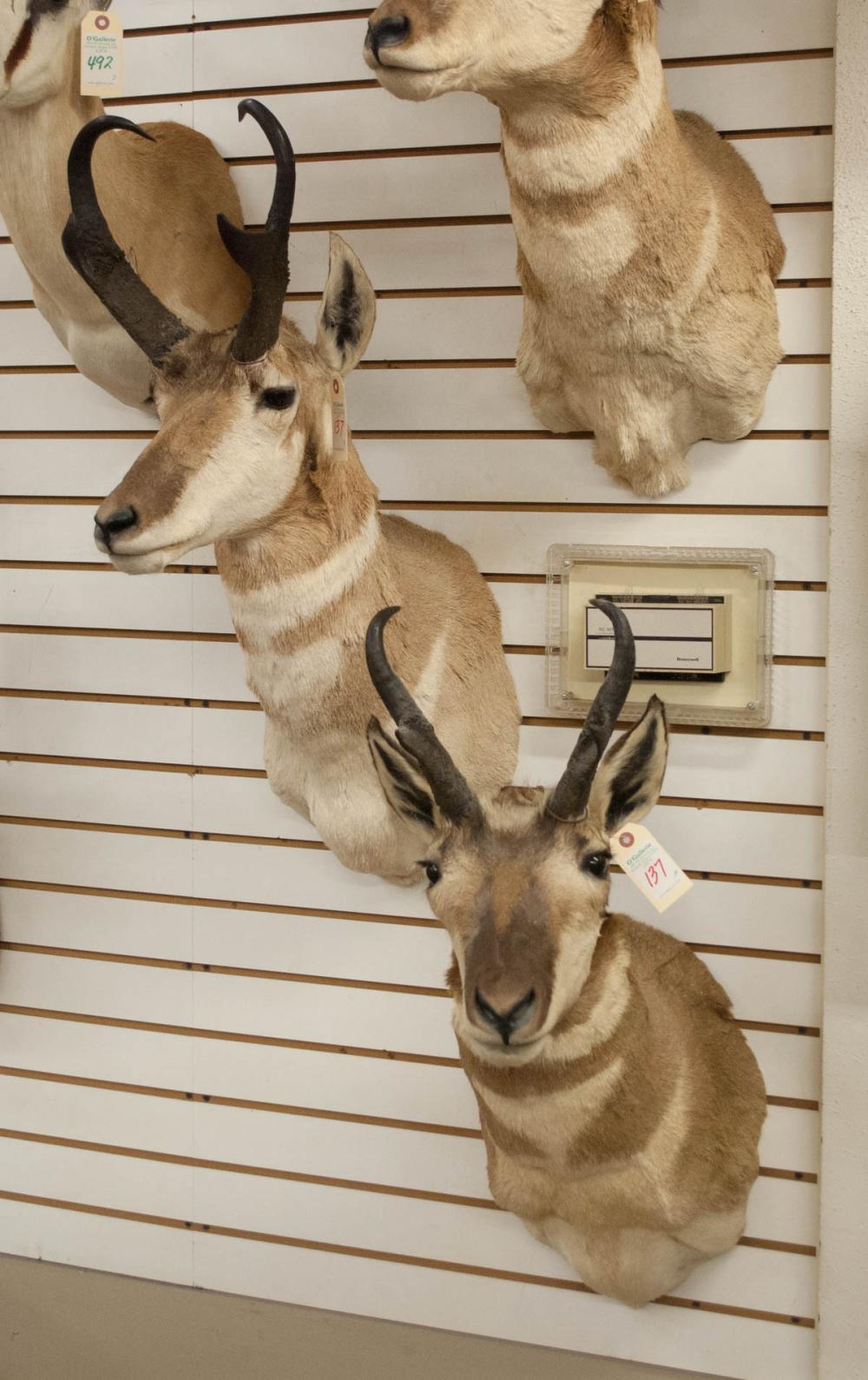 Appraisal: THREE PRONGHORN ANTELOPE TAXIDERMY MOUNTS each ahead shoulder mount with