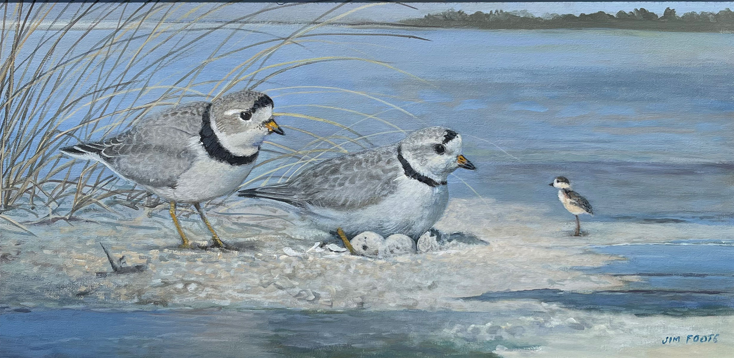 Appraisal: FOOTE Jim American - Piping Plover Family Oil Canvas ''