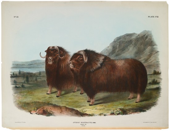 Appraisal: ANIMALS Audubon John James Musk Ox Males Plate CXI Hand-colored