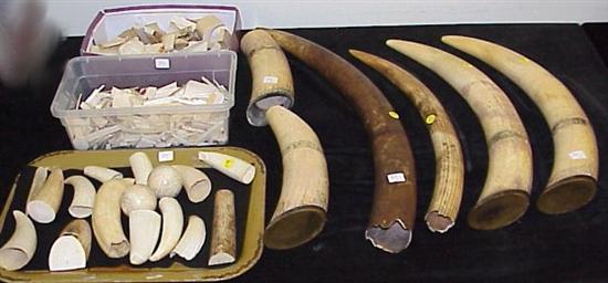 Appraisal: Ivory pieces four large tusks approx l nine sperm whale