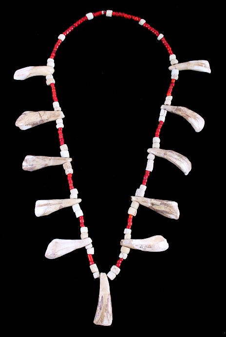 Appraisal: Plains Indian Petrified Buffalo Tooth Necklace For bidding in this