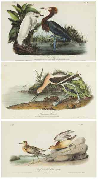 Appraisal: Three Lithographs after John James Audubonhand colored from a J