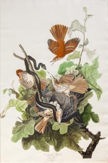 Appraisal: after John James Audubon - Ferruginous Thrushhand-colored engraving sheet size