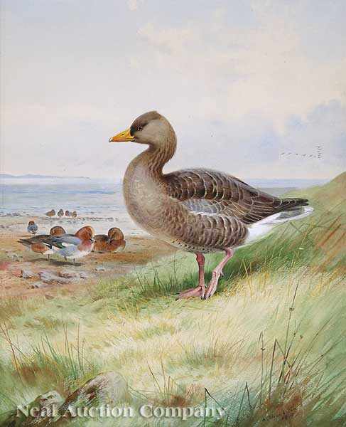 Appraisal: Archibald Thorburn Scottish - Widgeon and Greyleg watercolor and gouache