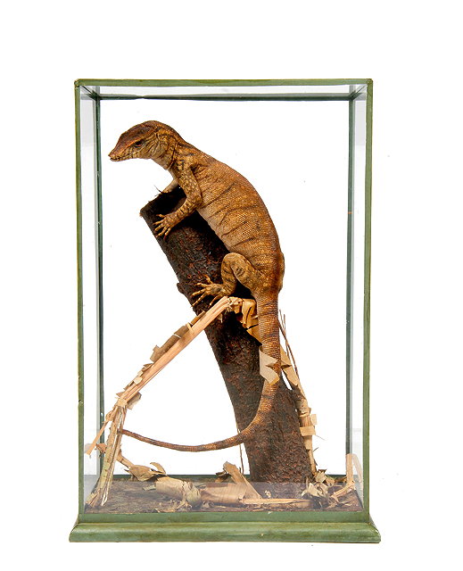 Appraisal: A PRESERVED LIZARD naturalistically mounted on a tree branch in