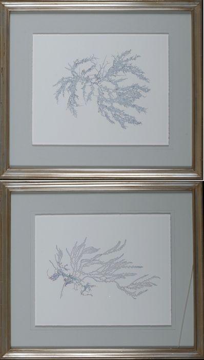 Appraisal: Saicher-Marin Studio Solarized Seaweed Prints matted and framed x in