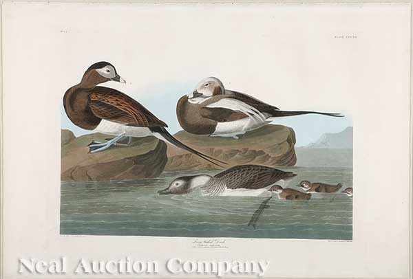 Appraisal: John James Audubon American - Long-tailed Duck Plate CCCXII from