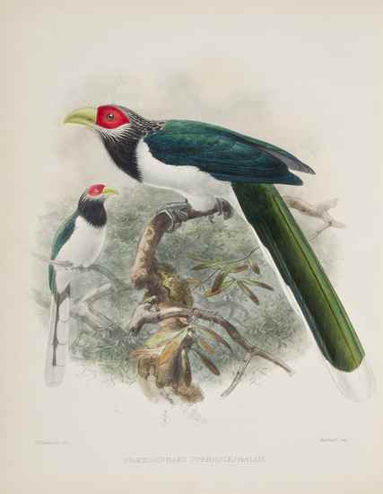 Appraisal: Legge Capt W Vincent A History of the Birds of