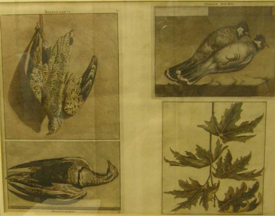 Appraisal: th Century book print three birds and a plant study