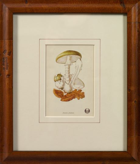 Appraisal: Continental School th Century Mushrooms suite of four offset chromolithographs