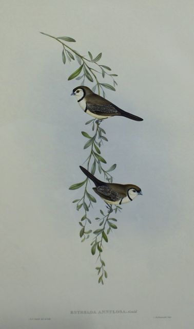 Appraisal: Black-rumped Finch Estrelda Annulosa Lithograph by Elizabeth Gould