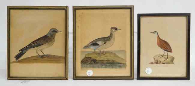 Appraisal: Lot three early bird prints ''The Weazel Coot'' ''Variegated Tinamou''