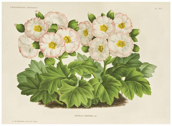 Appraisal: BOTANY LINDEN J L'Illustration Horticole vol me serie nos -