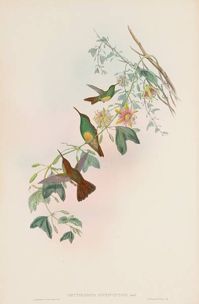 Appraisal: John Gould amp H C Richter from A Monograph of