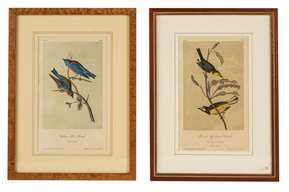 Appraisal: TWO AUDUBON PRINTS Western Blue Bird and Hooded Flycatching Warbler