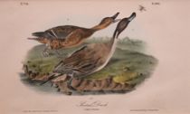 Appraisal: John James Audubon American - Pintail Duck No and plate