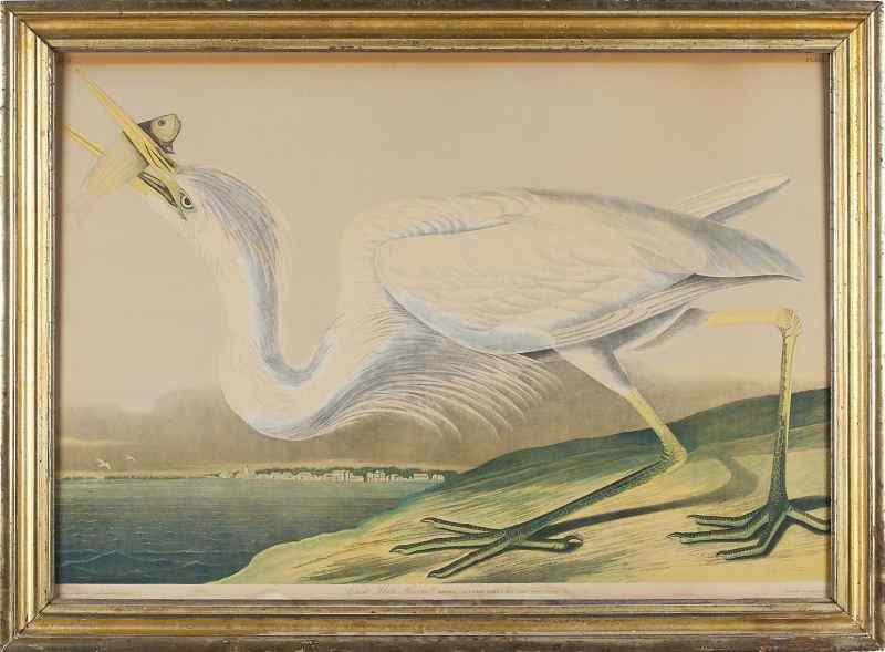 Appraisal: after Audubon - ''Great White Heron''chromolithograph from Birds of America