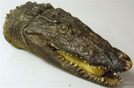 Appraisal: th century crocodile's head h in