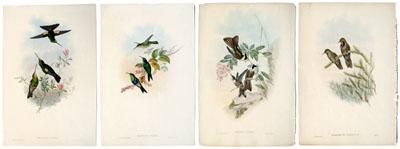 Appraisal: Four Gould hummingbird prints three by Gould and Richter one