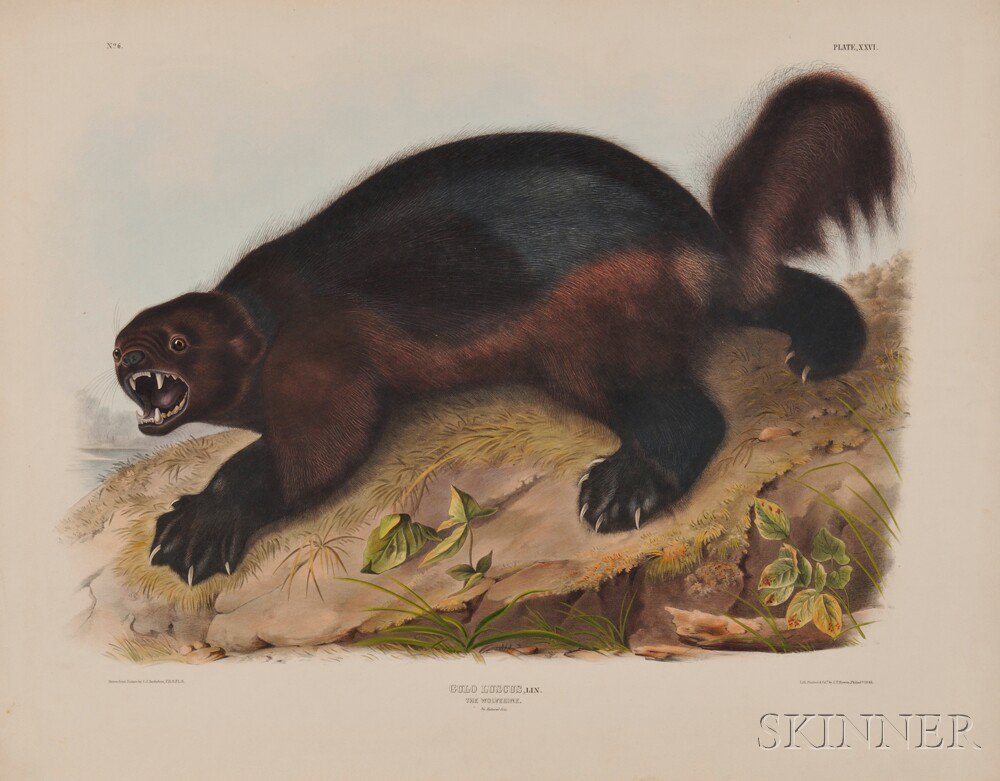 Appraisal: Audubon John James - Wolverine Plate XXVI from The Viviparous