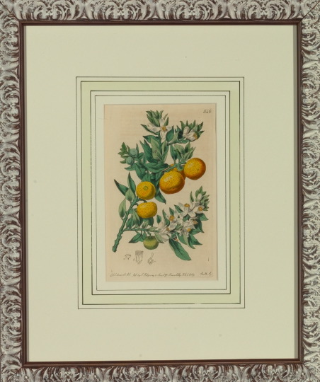 Appraisal: British School Early th Century Flowering Fruit suite of eight