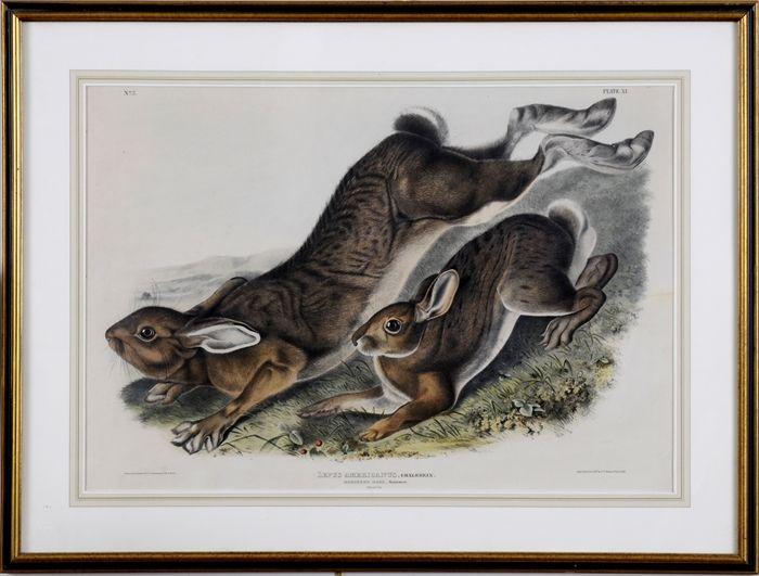 Appraisal: AFTER JOHN JAMES AUDUBON NORTHERN HARE SUMMER Lithograph with hand