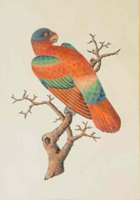 Appraisal: TH CENTURY CHINESE SCHOOLStudy of Chinese Rainbow Parrot perched on