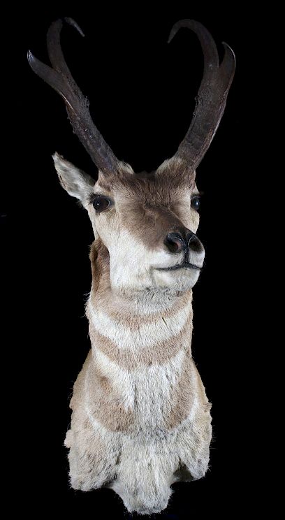 Appraisal: Montana Pronghorn Taxidermy Shoulder Mount Featured in this lot we