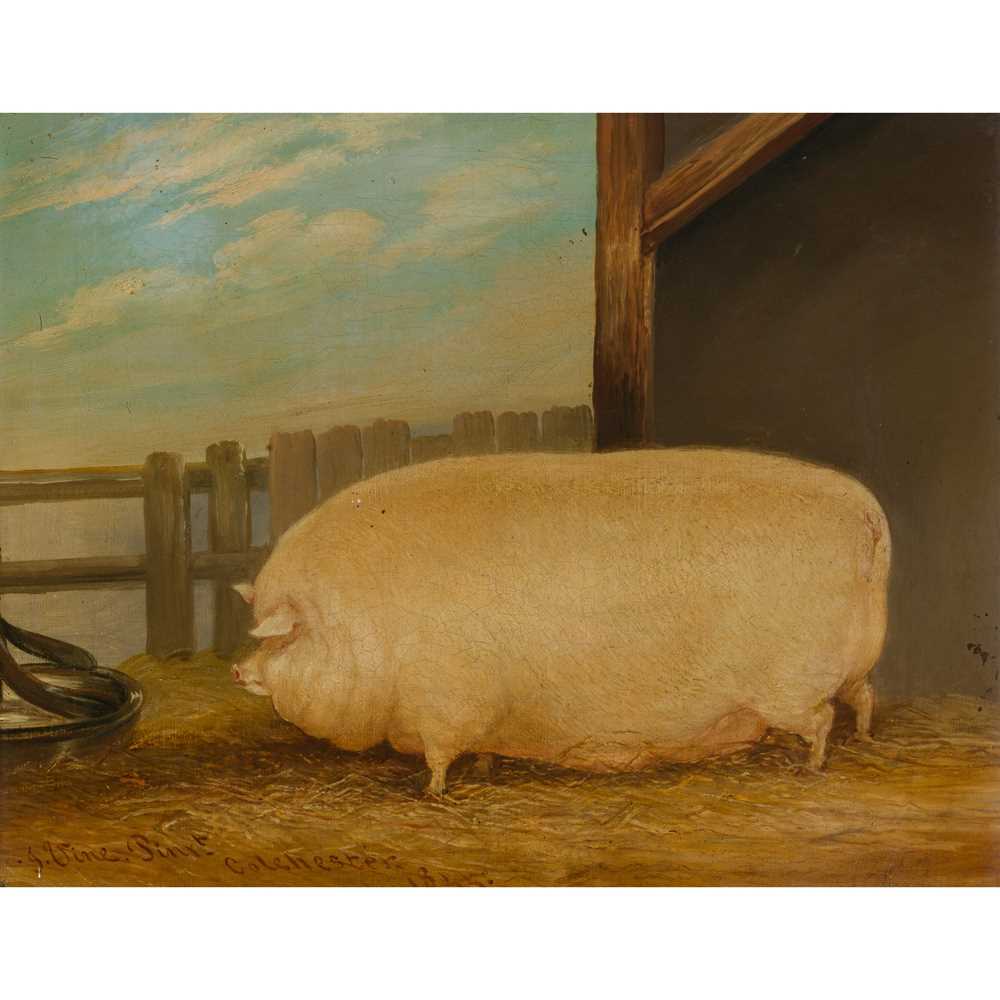 Appraisal: JOHN VINE OF COLCHESTER BRITISH - A PRIZE PIG Signed