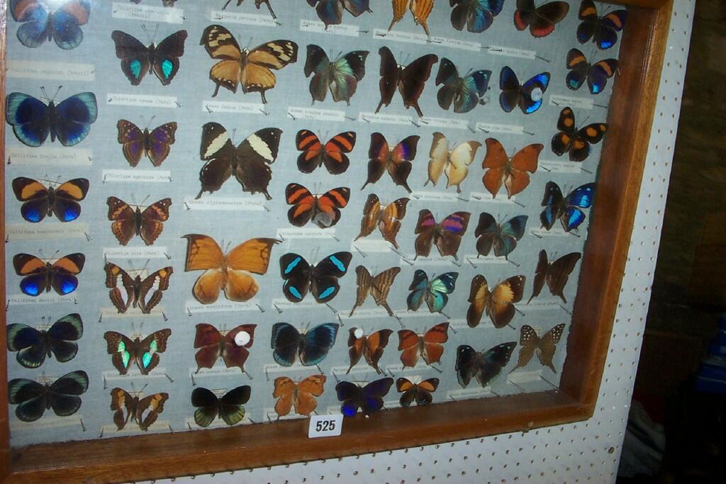 Appraisal: A display case containing a quantity of specimens of South