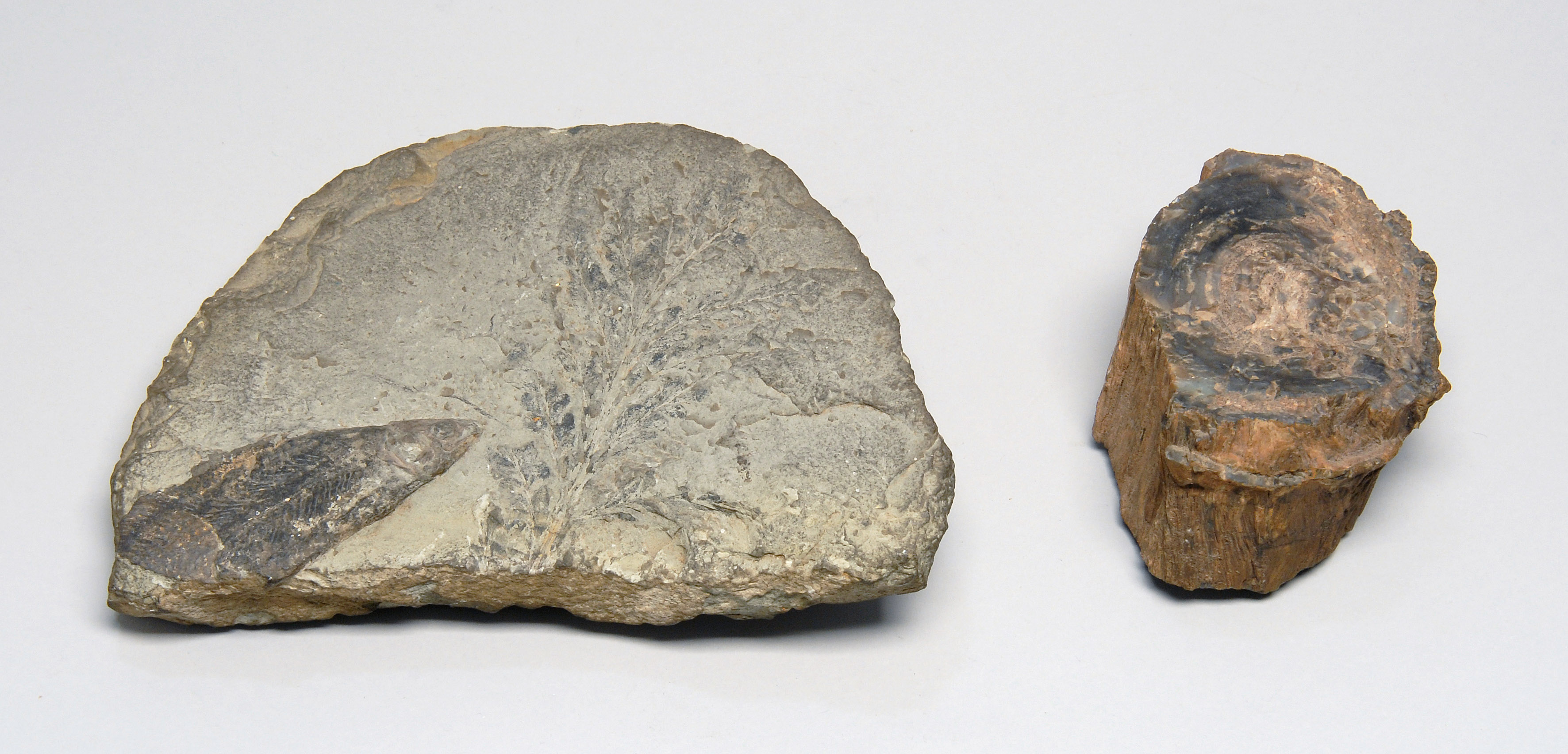 Appraisal: TWO FOSSILS New York State A fern and a fish