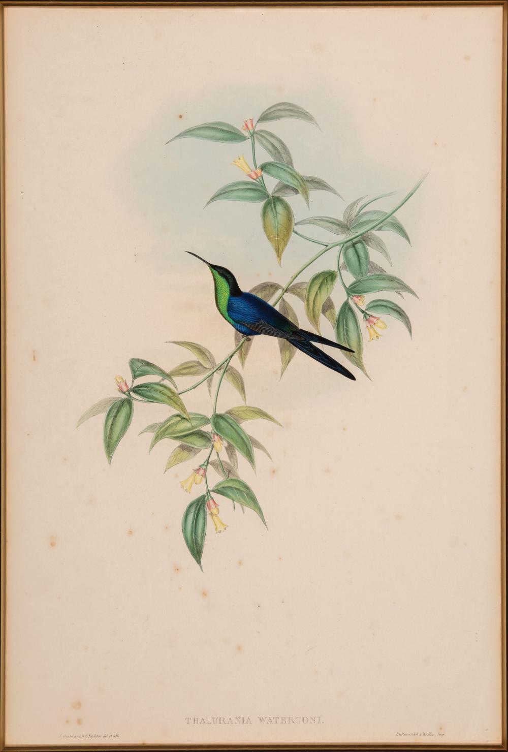 Appraisal: John Gould British - Ramphomicron Vulcani and Thalurania Watertoni hand-colored