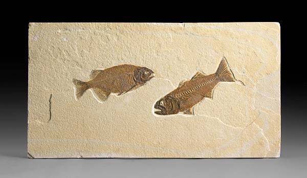 Appraisal: Phareodus encaustus Mioplosus labracoides Eocene Green River Formation Wyoming Phareodus