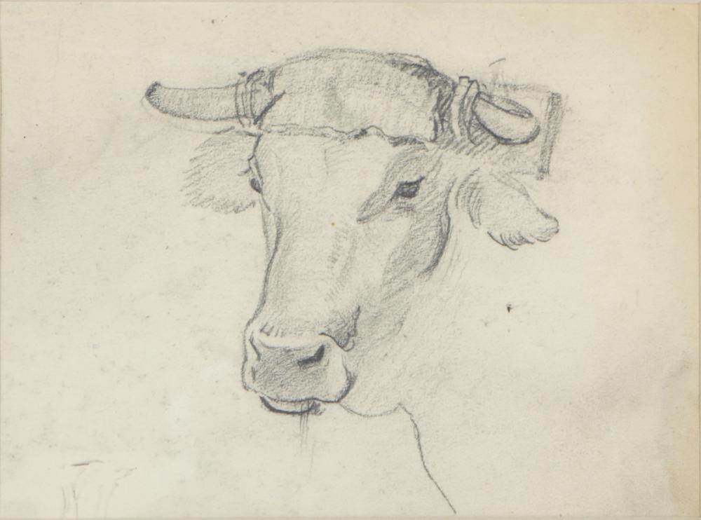 Appraisal: ARTHUR GROVER RIDER - OX STUDYgraphite on paper unsigned with