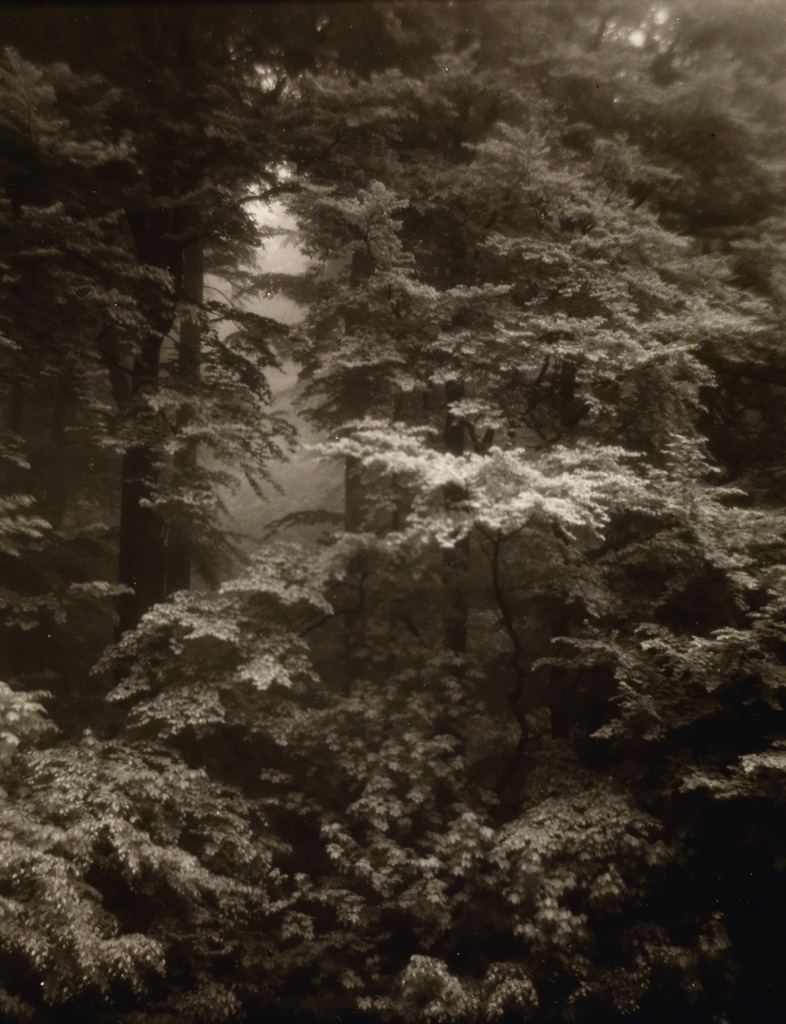 Appraisal: JOSEF SUDEK - A Walk in Mionsi Silver print x