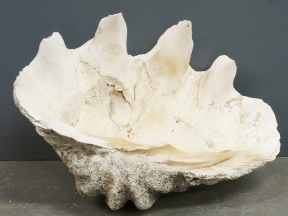 Appraisal: - Large South Pacific clamshell h x w x d