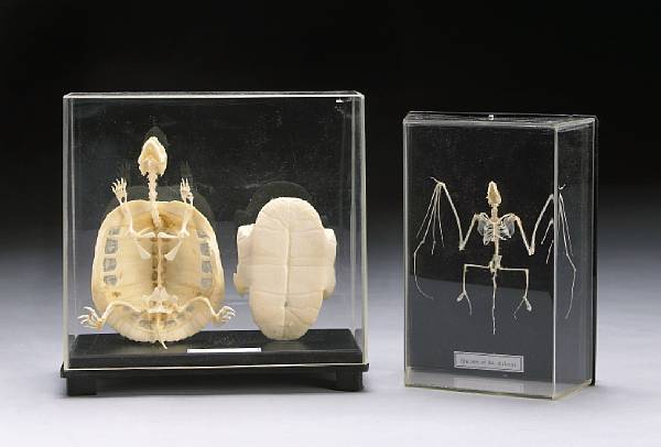 Appraisal: Modern Bat and Tortoise Skeletons A modern bat skeleton and