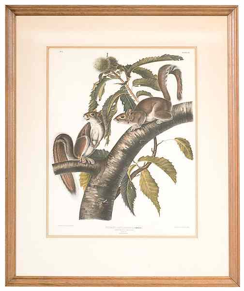 Appraisal: Audubon Print Sciurus Carolinensis Bowen Edition Sciurus Carolinensis Plate VIIHand-colored