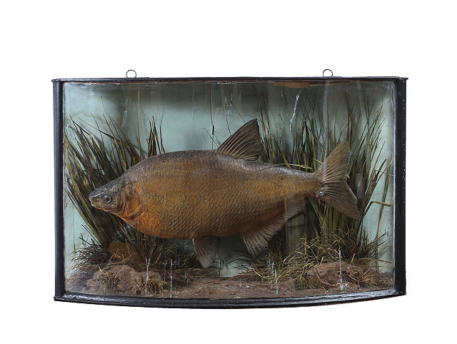 Appraisal: AN OLD BOW FRONTED CASE containing a preserved bream the