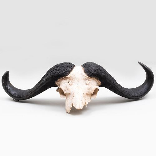 Appraisal: CAPE BUFFALO TROPHY SKULL x x in Condition Fragmentary in