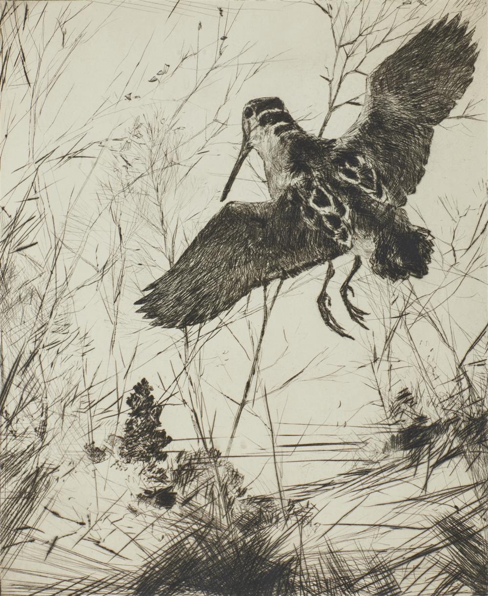 Appraisal: FRANK WESTON BENSON American - Woodcock drypoint x in Provenance