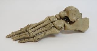 Appraisal: Medical Model Of A Foot Bones th C Medical Model