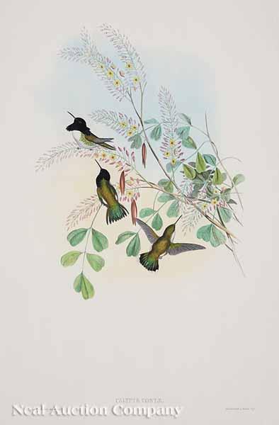 Appraisal: After John Gould English - Calypte Costae Adelomyia Inornata and