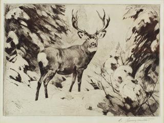 Appraisal: Mule Deer by Carl Rungius Carl Rungius - Mule Deer